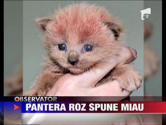 Pantera roz spune "Miau"