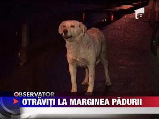 Caini omorati prin otravire