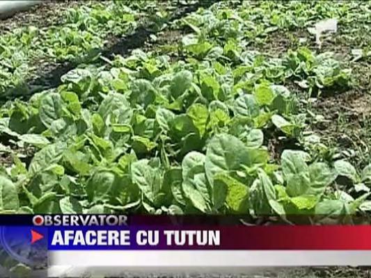 Afacere cu tutun