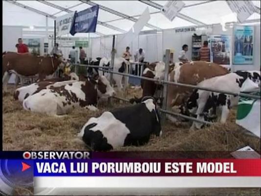 Adrian Porumboiu are vaci Miss