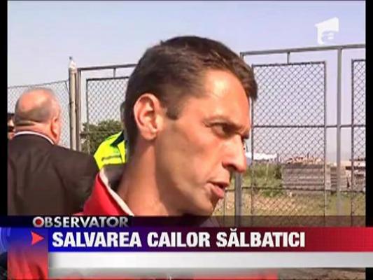 Caii de la Letea sunt in siguranta