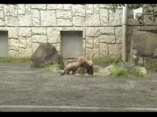 Concurs inedit la un Zoo in Japonia