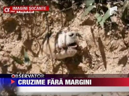Un caine a supravietuit dupa ce a fost impuscat de 40 de ori si ingropat de viu