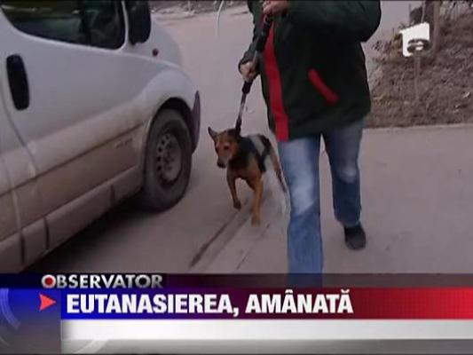 Legea privind eutanasierea cainilor a fost din nou amanata