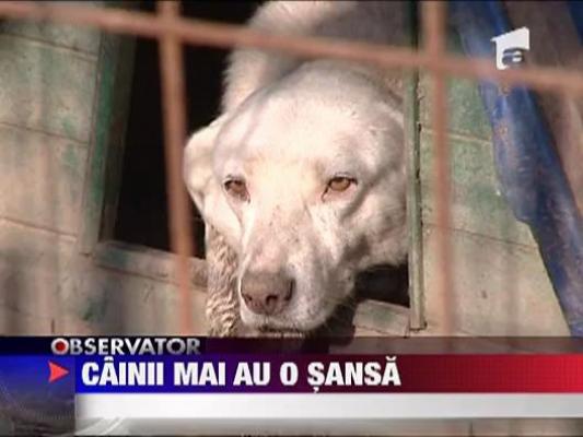 Legea privind eutanasierea cainilor a fost din nou amanata