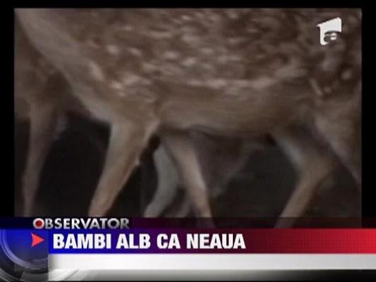 Un pui de caprioara alb ca neaua face senzatie in China