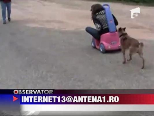 Caine care isi plimba stapana