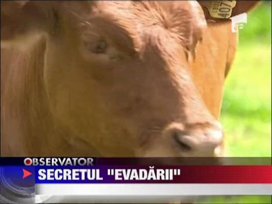 Secretul "evadarii"