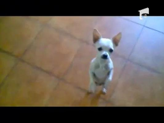 Un caine Chihuahua adora sa danseze Flamenco