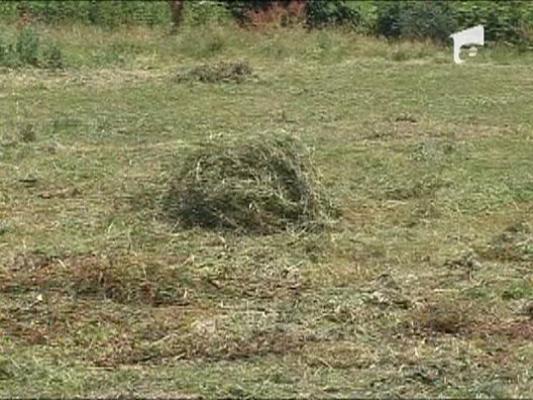 UEFA din fundul padurii