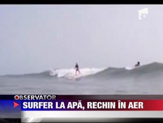 Surfer la apa, rechin in aer!
