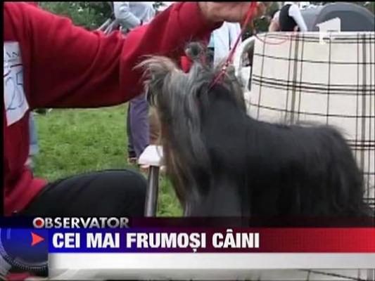 Concurs de frumusete pentru caini