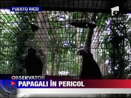 Papagalii din Puerto Rico, in pericol