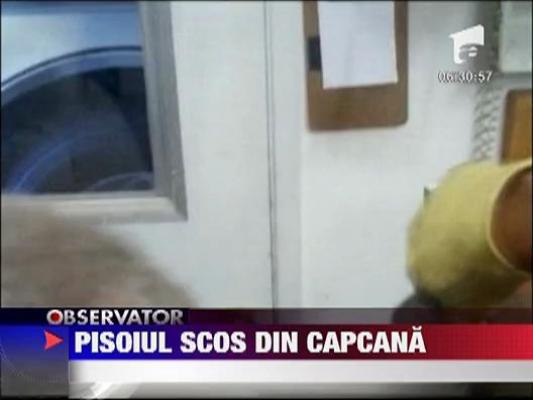 Pisoiul salvat de la moarte