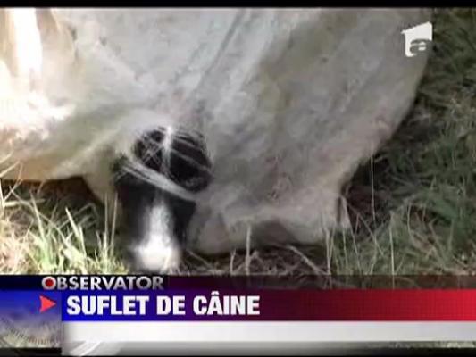 Caine aruncat in fantana intr-un sac legat