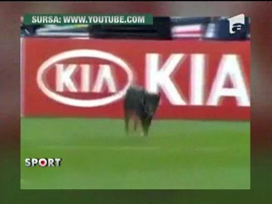 Brazilia s-a facut de ras