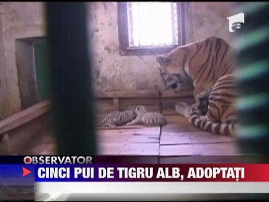 Cinci pui de tigru alb, adoptati