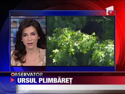 Ursul plimbaret din New Jersey