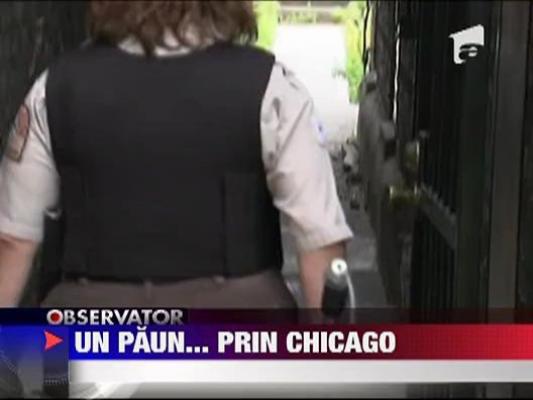 Un paun a aparut ca din senin pe strazile orasului Chicago