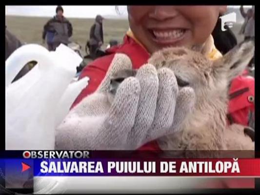 Pui de antilopa, salvat de la moarte de o echipa de alpinisti