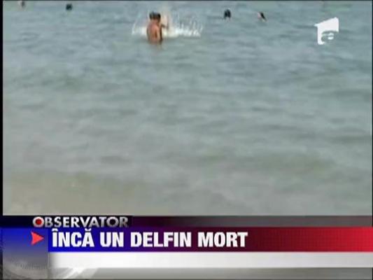 Inca un delfin a fost gasit mort in Mamaia