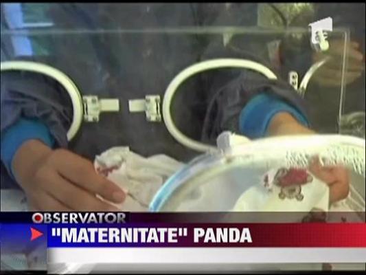 Maternitatea ursilor panda