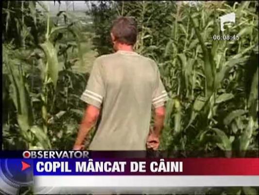 Nou nascut mancat de caini