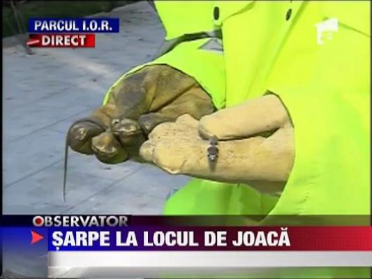 Sarpe la locul de joaca