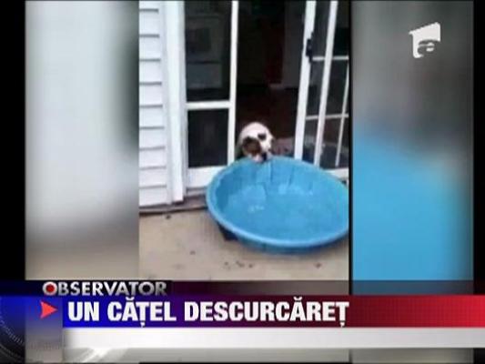 Un catel descurcaret