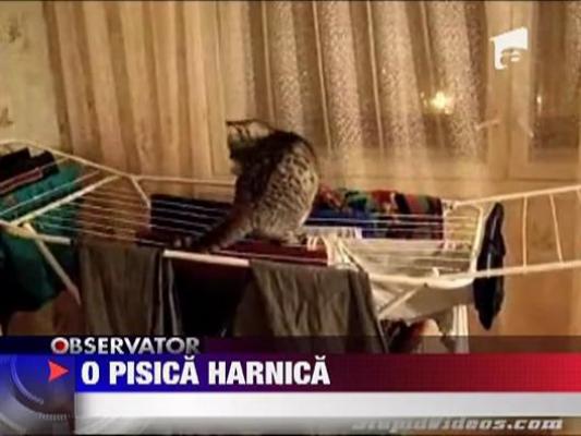 O pisica harnica