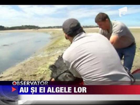 Invazie de alge in Franta
