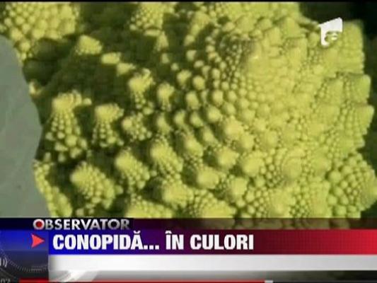 A aparut conopida colorata