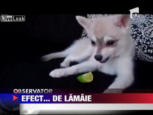 Caine mancator de lamaie