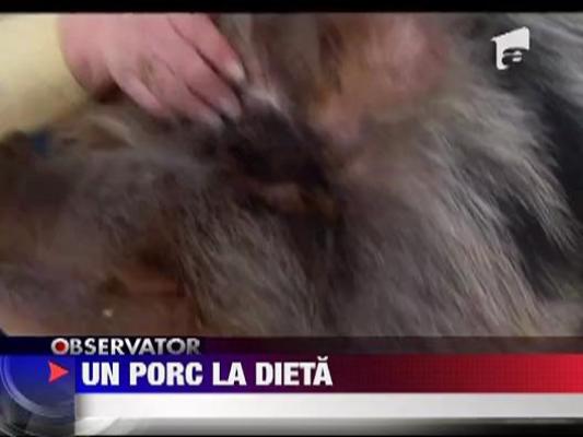 Dieta porcului obez