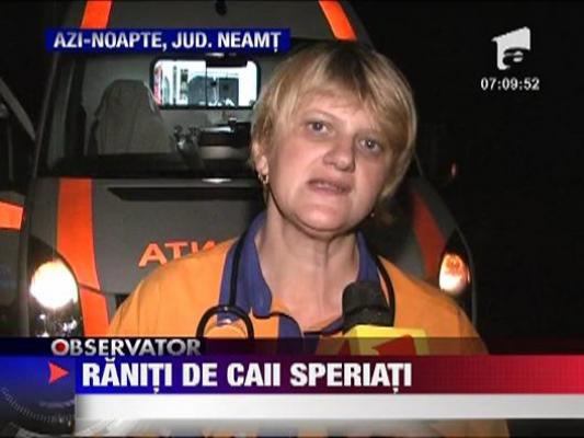 6 oameni calcati in picioare de un cal in Piatra Neamt