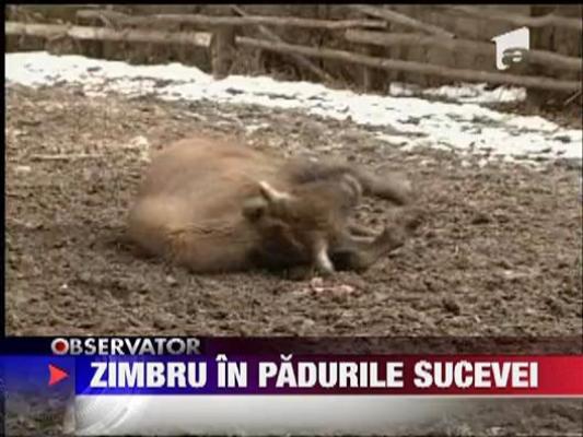 Zimbru vazut in padurile Sucevei