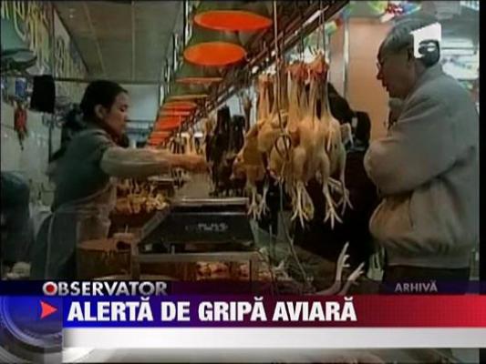 Alerta de gripa aviara