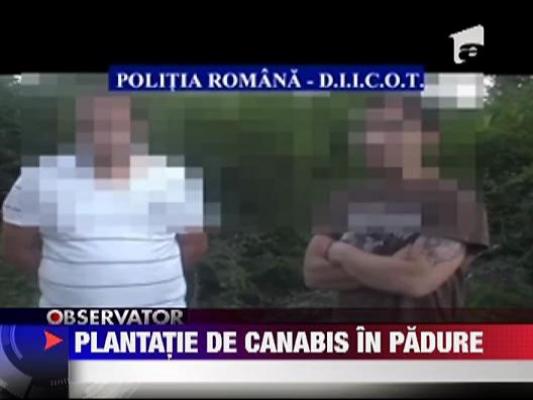 Plantatie de marijuana in padure la Snagov