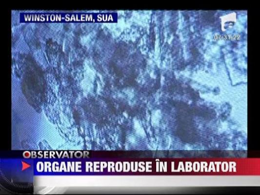 Organe umane reproduse in laborator cu ajutorul "bioimprimantei"