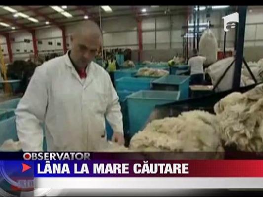 Lana la mare cautare