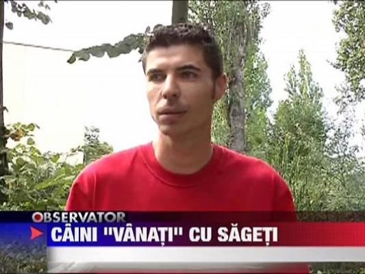 IMAGINI SOCANTE / Caini "vanati" cu sageti