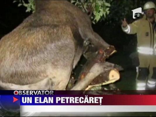 Un elan beat s-a urcat intr-un copac!