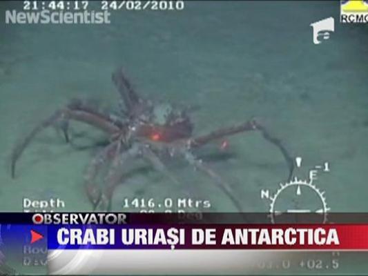 Crabi uriasi in Antarctica