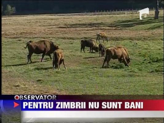 Nu sunt bani pentru zimbrii