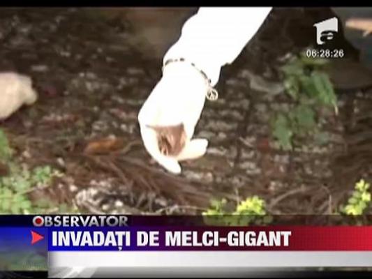 Americanii din Miami sunt invadati de melci-gigant