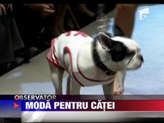 Moda pentru caini