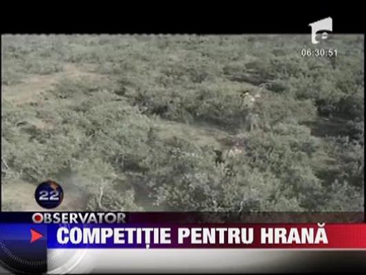 Competitie pentru hrana