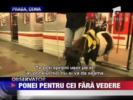 Ponei dresati pentru nevazatori