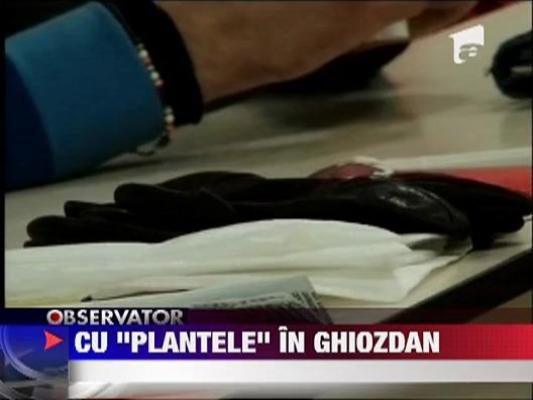 Prinsi cu rucsacul plin de canabis in campus