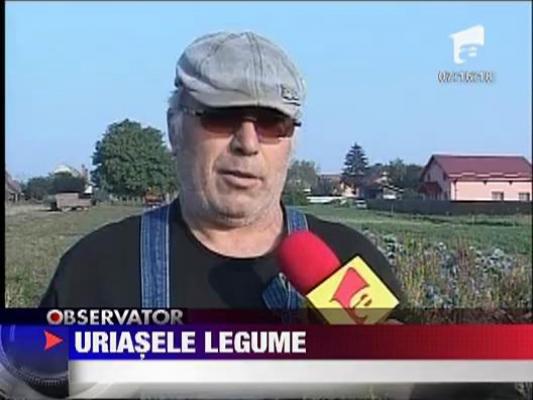 Legume uriase in Brasov